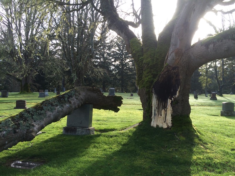 ocean view cemetery staten island new york